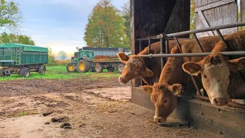 Drei fressende Rinder im Stall. Im Hintergrund Traktor und Anhänger vor einem Feld.