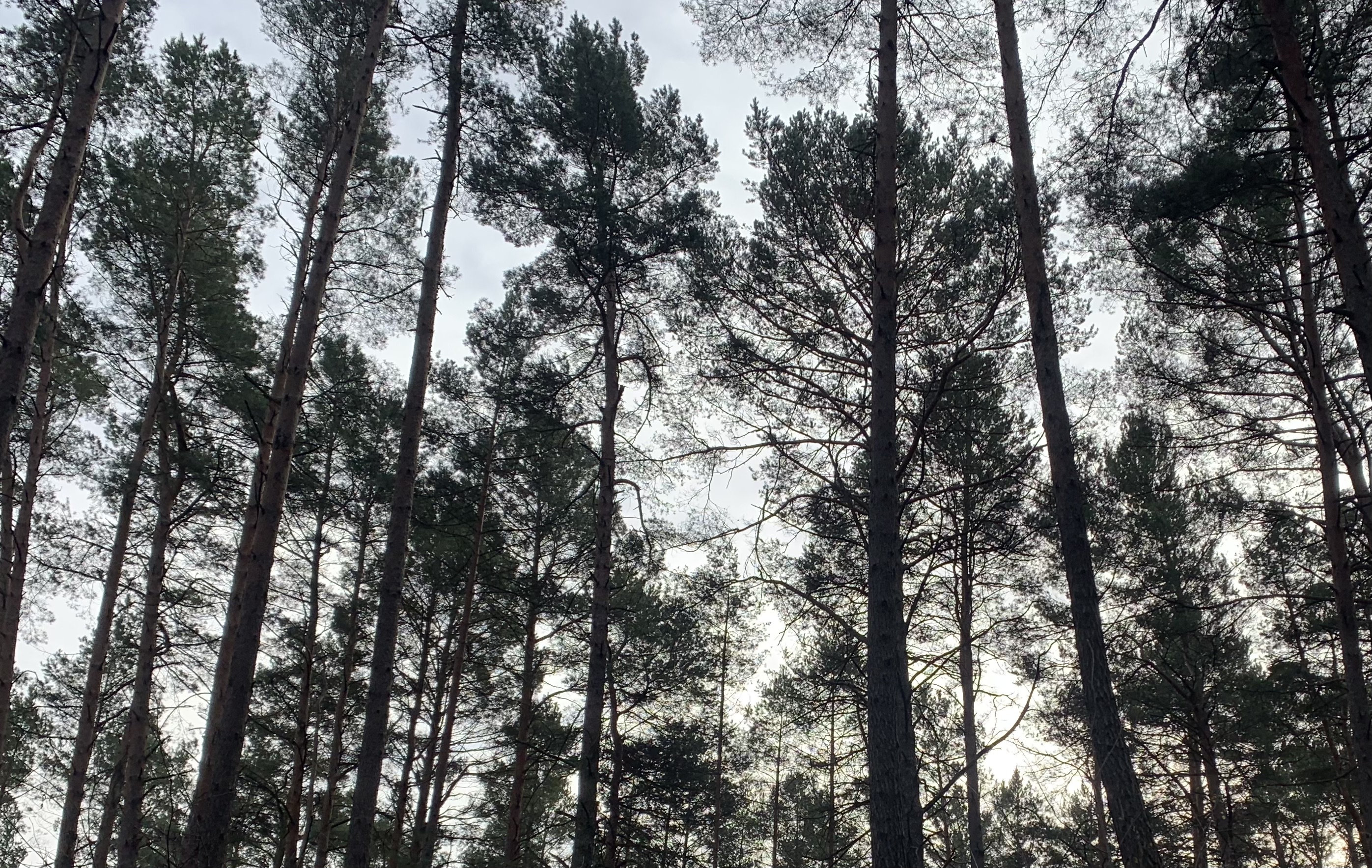 Foto Kiefernwald von unten.